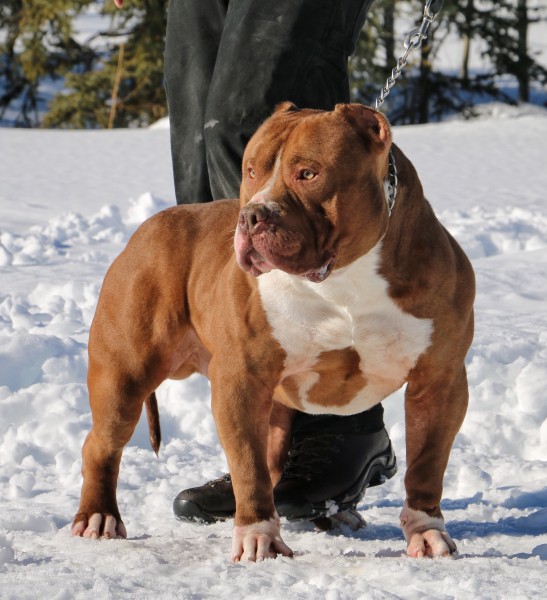 MBB TONKA from haibachs-bullys.eu